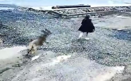 Gaziantep'te başıboş köpek çocuğa saldırdı