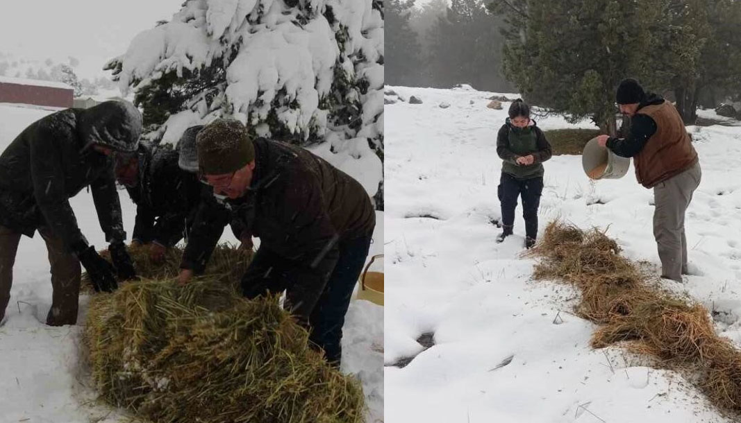 Burdur yaylalarında kar kalınlığı arttı yaban hayvanlar için seferberlik başladı
