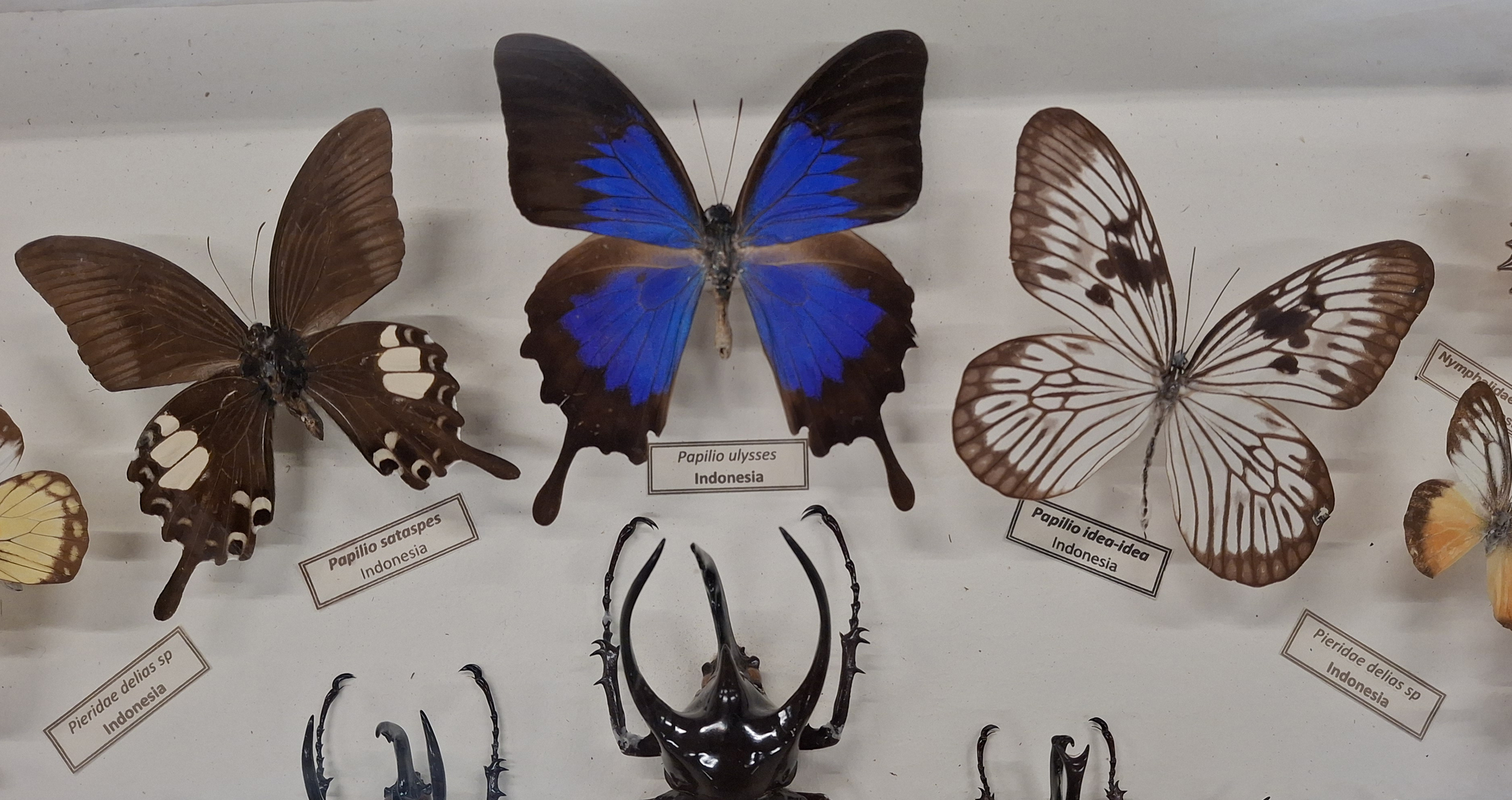 Beypazarı'nda Ankara Üniversitesi Böcek Şenlik Okulu tarafından böcekler tanıtıldı