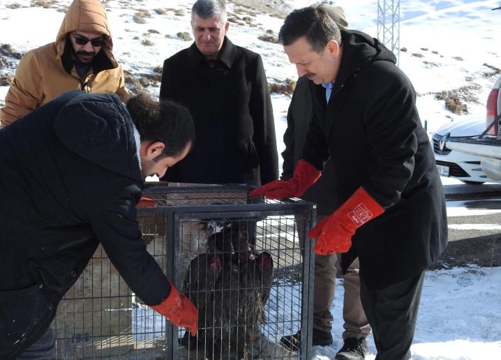 Kars'ta tedavi edilen kara akbaba doğaya salındı