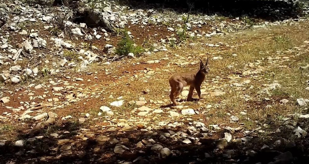 Karakulaklar tehlike altında: Türkiye'nin nadir yaban hayatı türü koruma altında