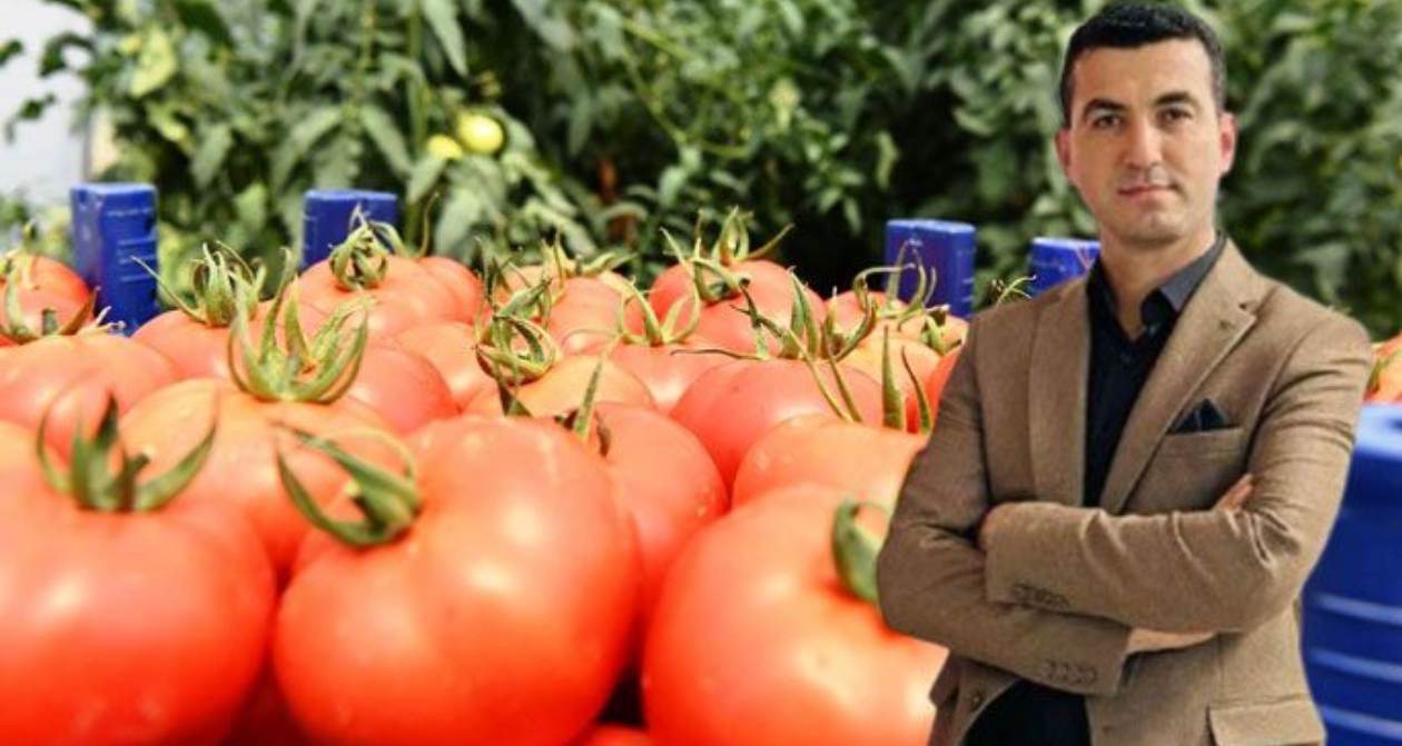 Deregümü domatesinin yüzde 20’si ihraç edildi