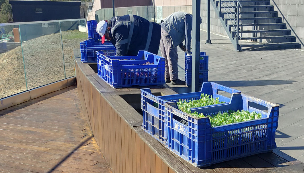 Korkuteli Belediyesinden soğuğa dayanıklı lahana çiçeği dikimi