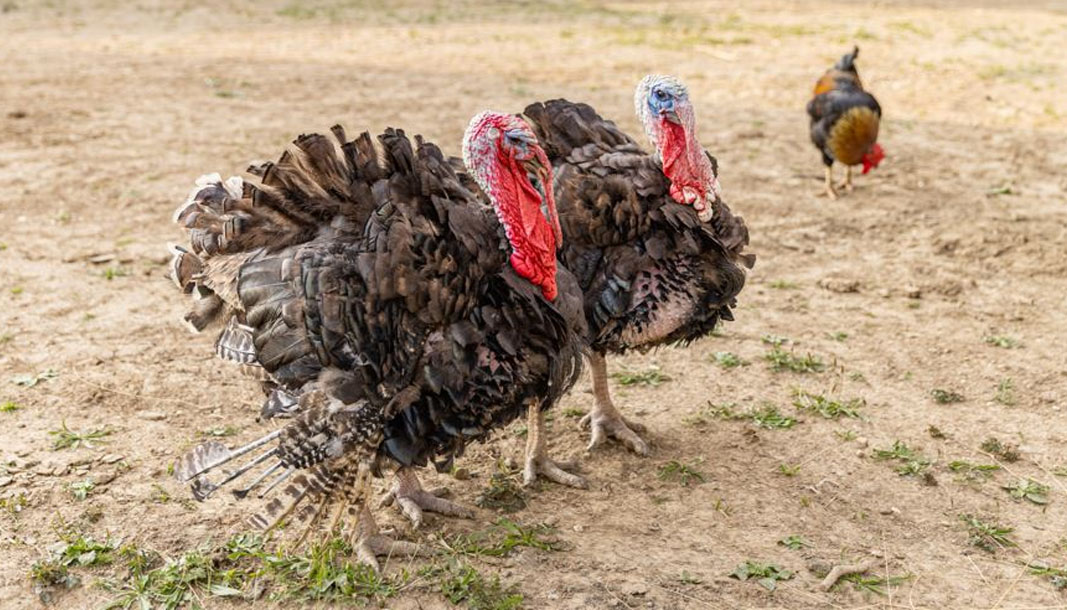 Isparta'da yılbaşı hindileri elde kaldı