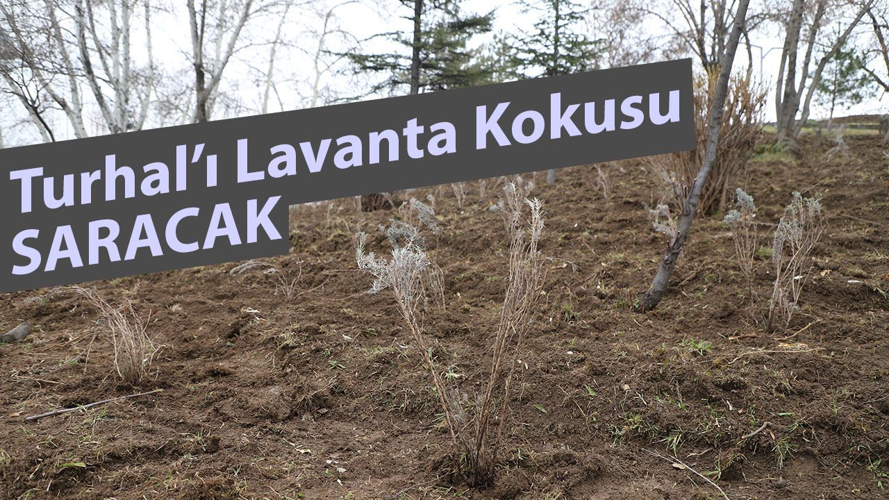 Turhal’da lavanta projesi ile ekonomik dönüşüm