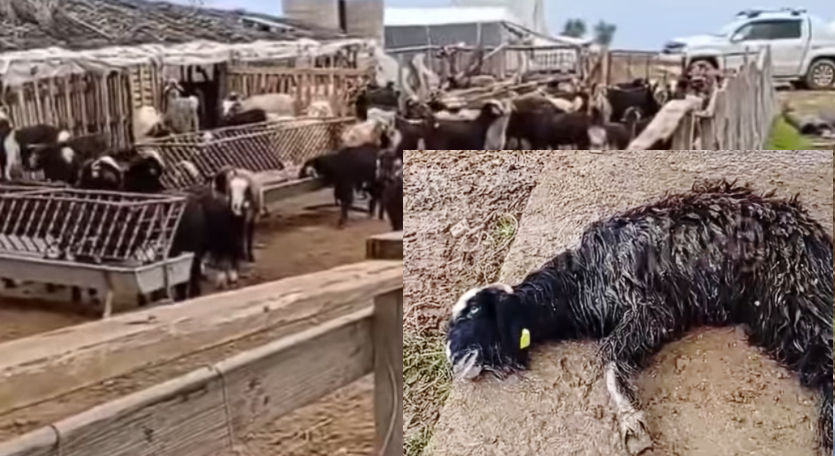 Manavgat’ta sokak köpeklerinin ağıla girmesiyle çok sayıda keçi telef oldu