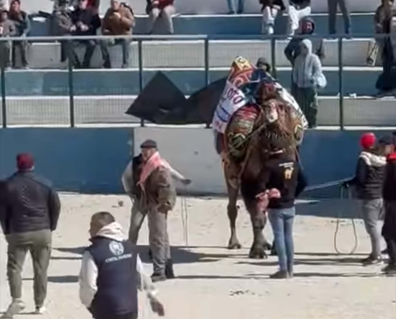 Demre’de deve güreşlerinde kavga çıktı