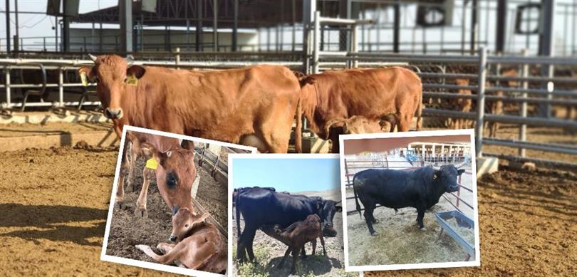 TAGEM’in hayvancılık ıslah çalışmaları ülke ekonomisine katkı sağlıyor