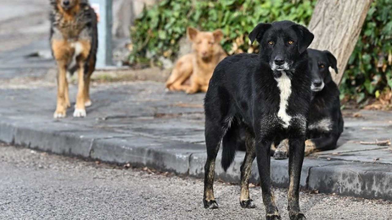 Diyarbakır'da sahipsiz köpek saldırısı: 3 yaralı