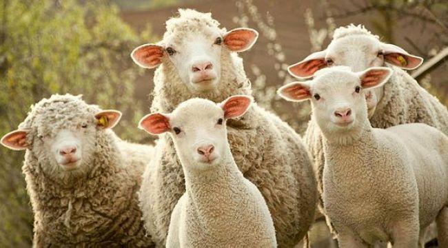 İkinci dönem hayvancılık destekleme başvuruları başlıyor