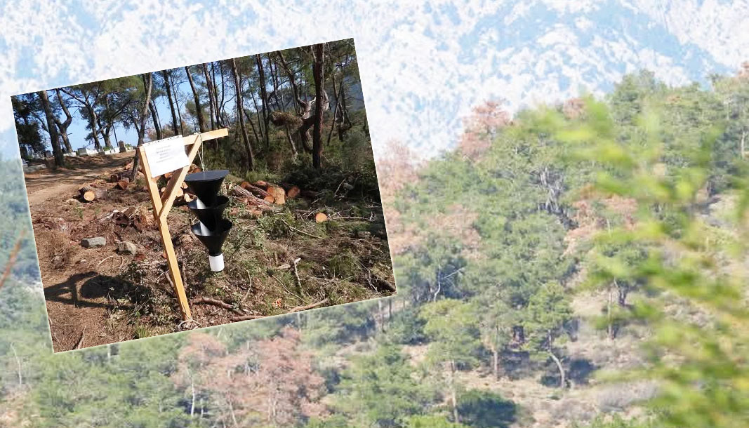 Antalya'da orman böcekleriyle mücadele başladı: Kuraklık ve ısınma ağaçları tehdit ediyor