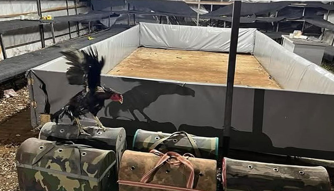 Antalya'da horoz dövüşüne 129 bin lira ceza: 14 kişiye yüklü yaptırım