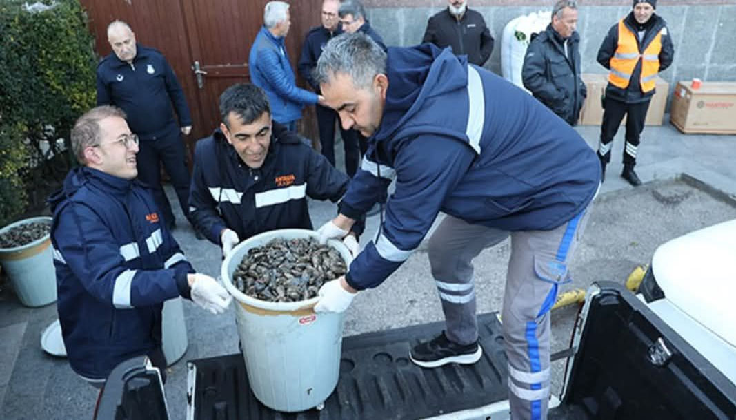 Antalya'da 300 kilogram sağlıksız midyeye el konuldu