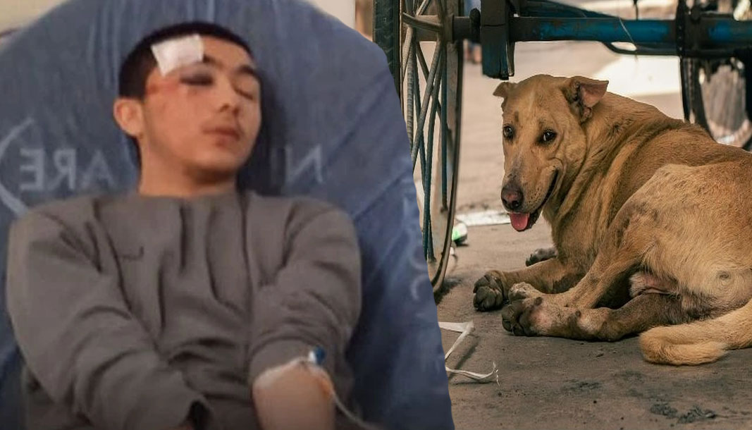 Sahipsiz sokak köpekleri Isparta'da gence saldırdı