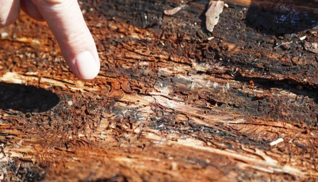 Antalya’nın ormanları tehlike altında: Bu böcekler 15 gün içinde ağacı kurutuyor