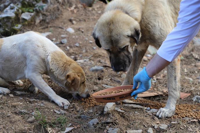 İzmir’de hayvan katliamı: 10 köpek ve 5 kedi zehirlenerek öldürüldü