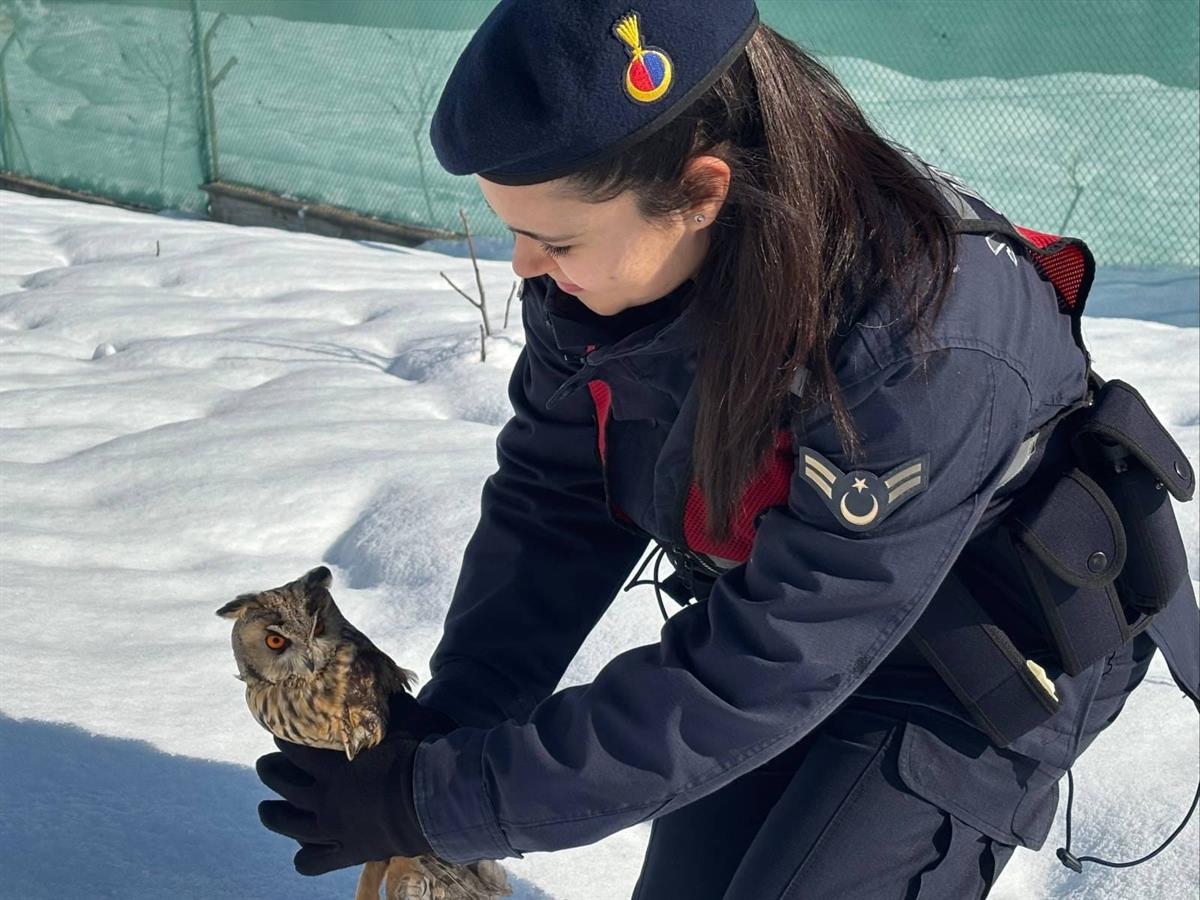 Artvin’de yaralı bulunan baykuş tedavi edilerek doğaya salındı