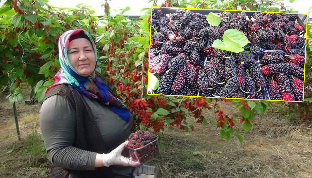 Mersin Silifke'nin karadutu dünya pazarında!