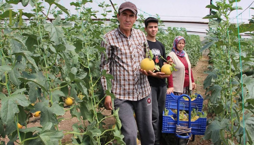 Kumluca’da örtü altı kavun mucizesi