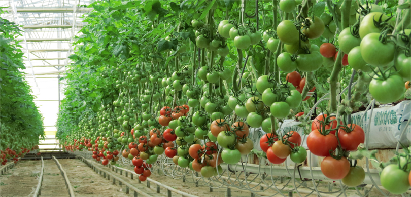 Yozgat'a jeotermal kaynaklı sera OTB müjdesi