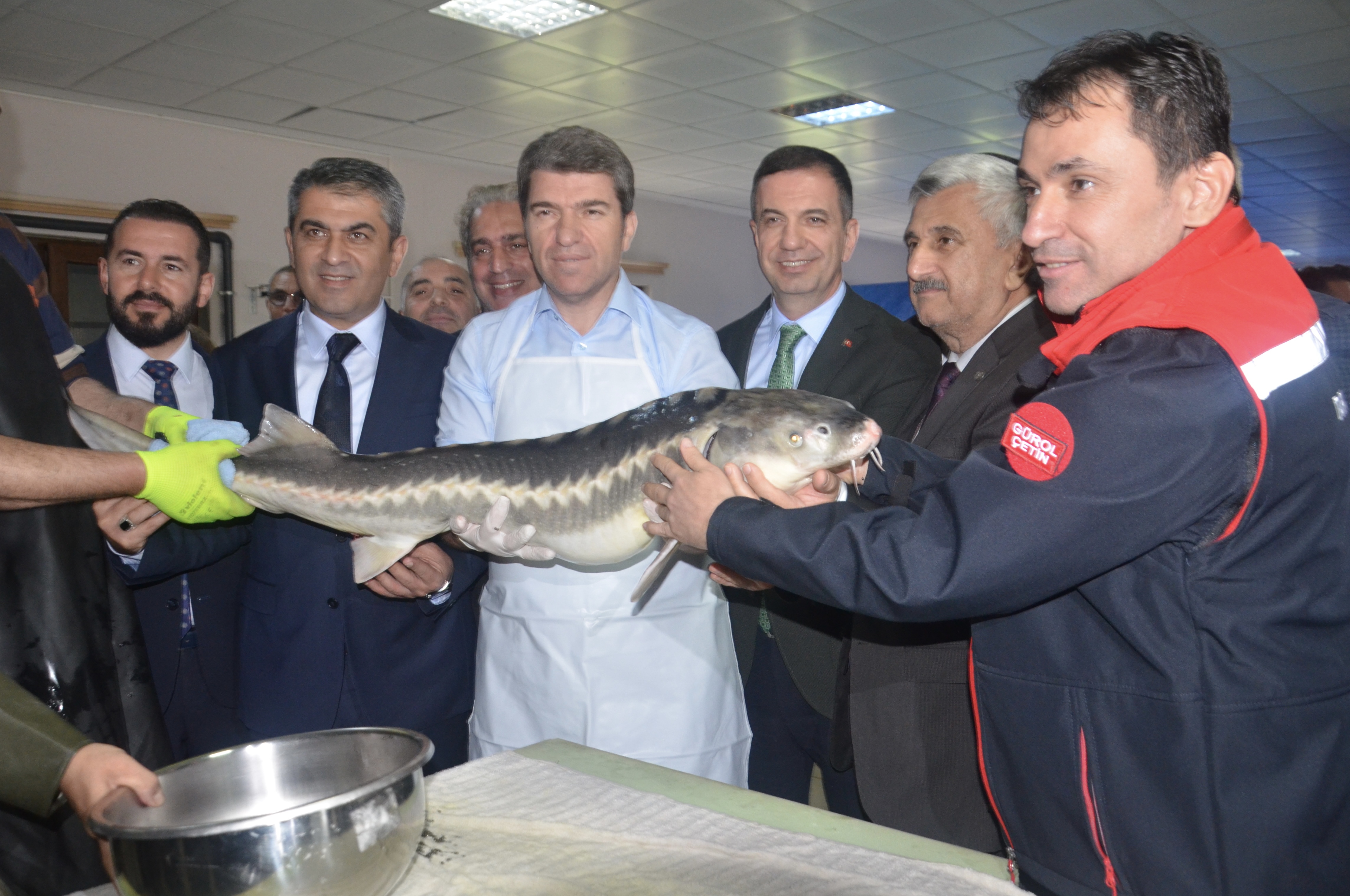 Amasya Valisi Önder Bakan, sezonun ilk mersin balığı sağımını başlattı