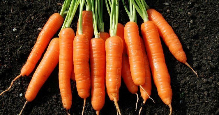 Beypazarı, verimli topraklarıyla Türkiye’nin en kaliteli havuçlarını yetiştiriyor!