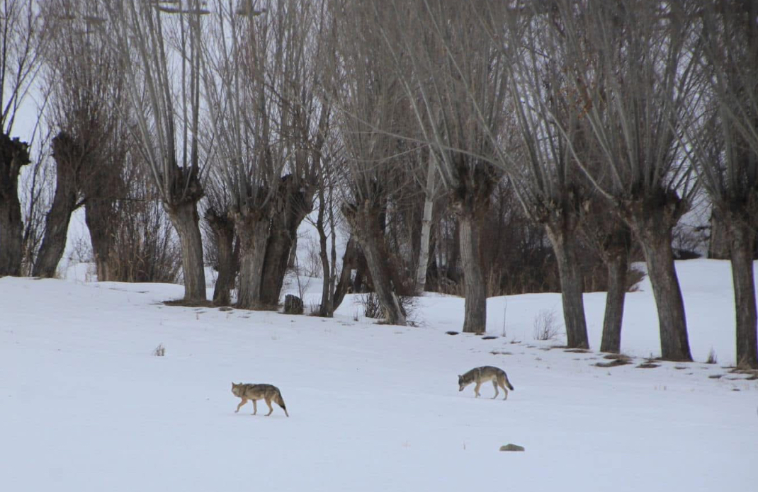 Ispartalı hayvan üreticilerin başı kurtlar dertte