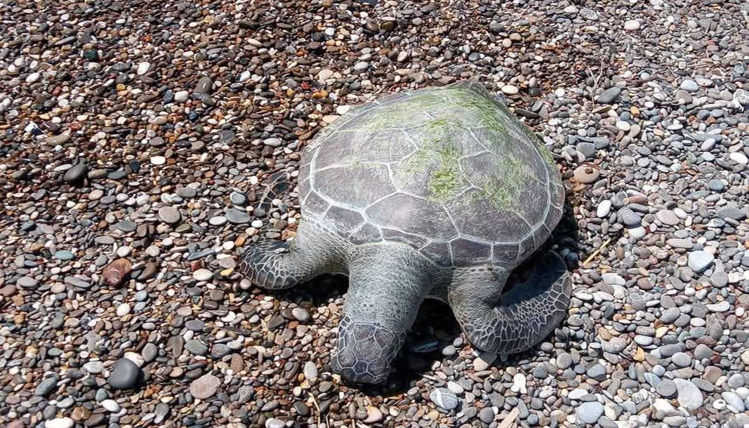 Antalya'da ölü caretta caretta sahile vurdu