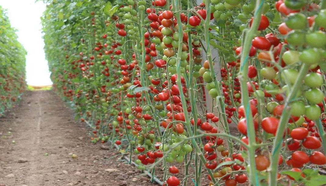 Isparta'da belediye domates fidesi dağıtacak