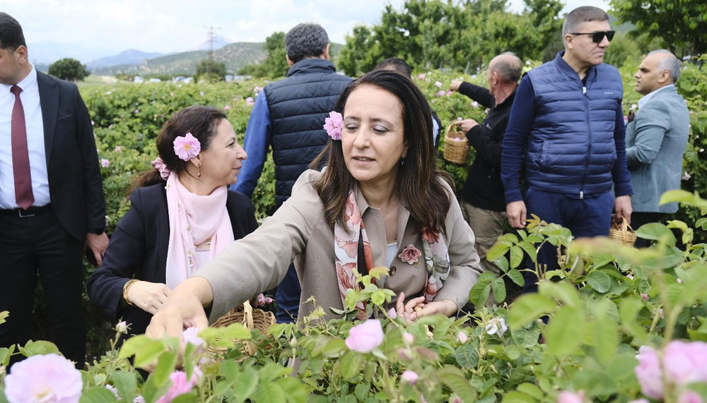 Burdur’da gül kokulu sabah: DoğaFest Lisinia’da gül hasadıyla renklendi
