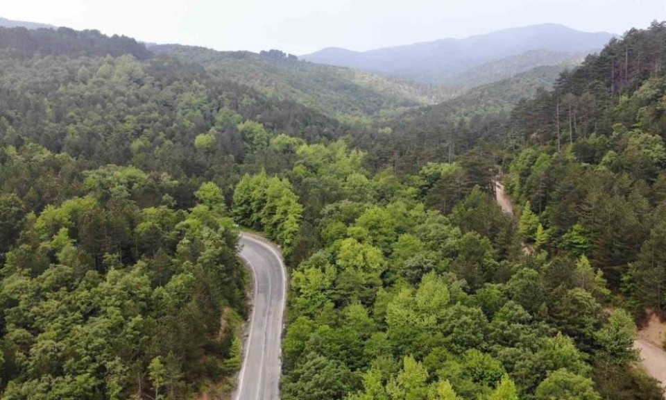 Orman Genel Müdürü Karacabey: Yanan ormanlık alanlar, bölgenin ekolojisine uygun fidanlarla yeniden yeşeriyor