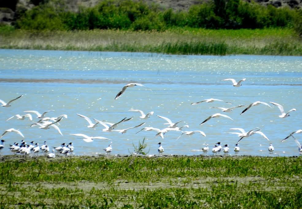 Nallıhan'da Foto Safari heyecanı başlıyor