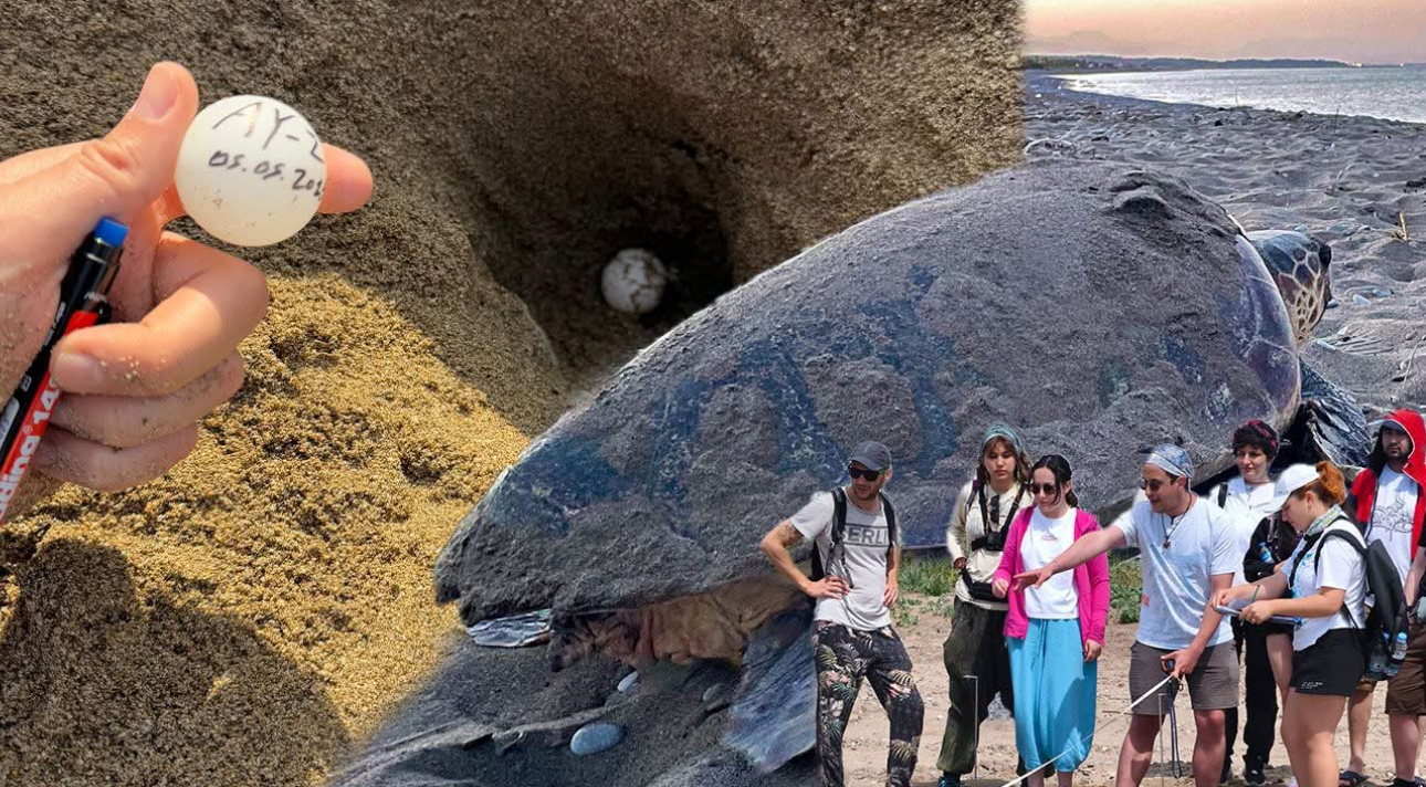 Belek kumsalında caretta carettalar ilk yuvalarını yaptı