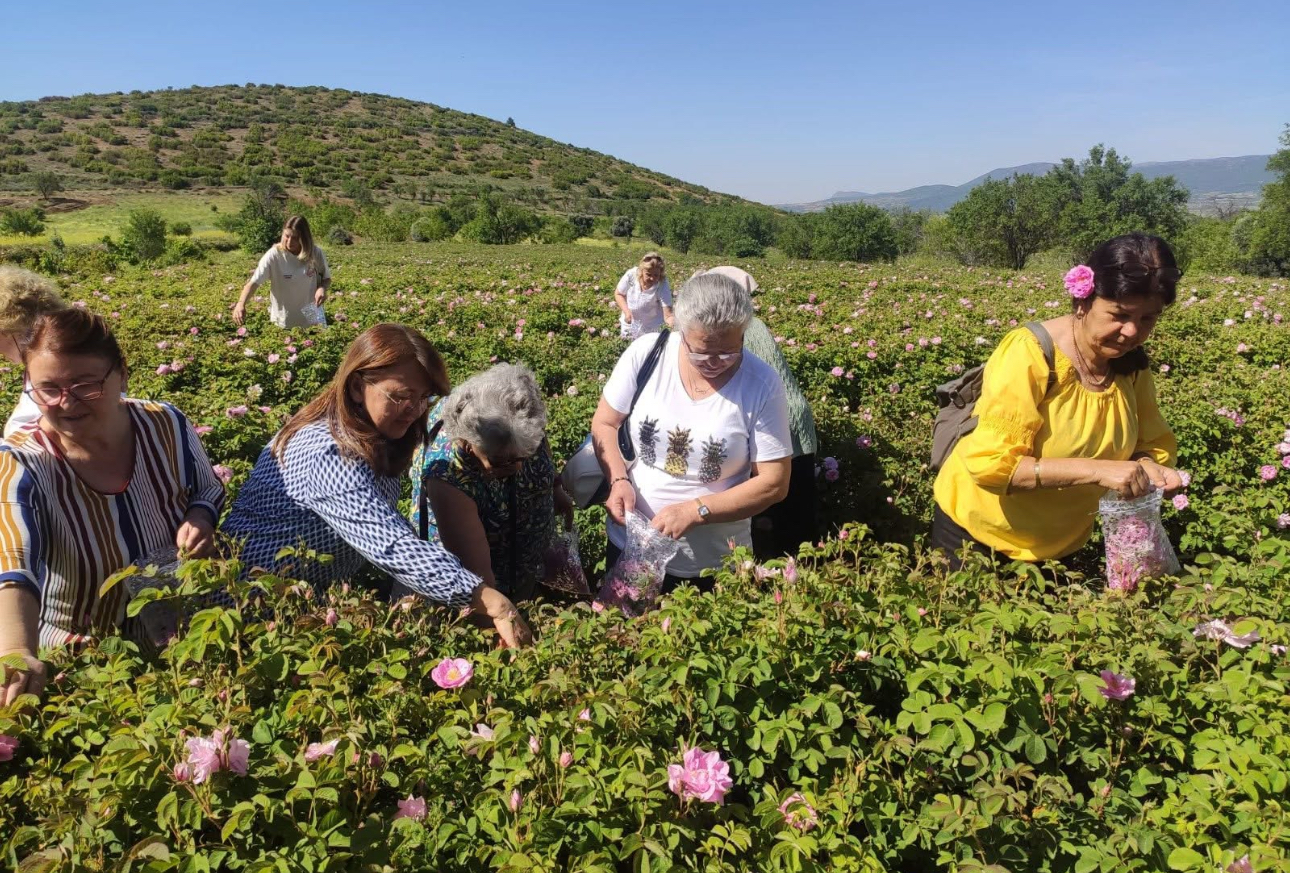 Isparta’ya gül turizminde bu yıl rekor ziyaretçi bekleniyor