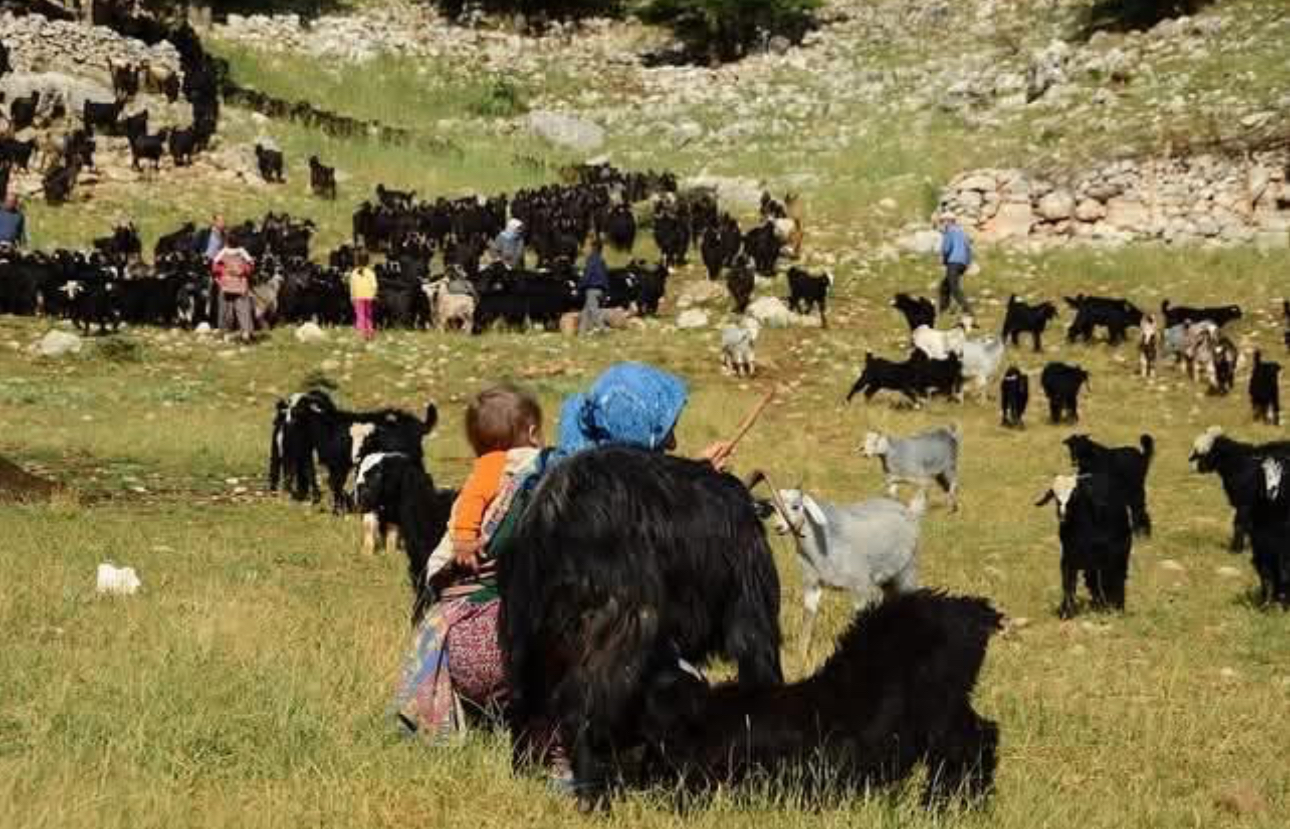 Antalya'da serin diyarlara göç: Yörükler yayla yolunda