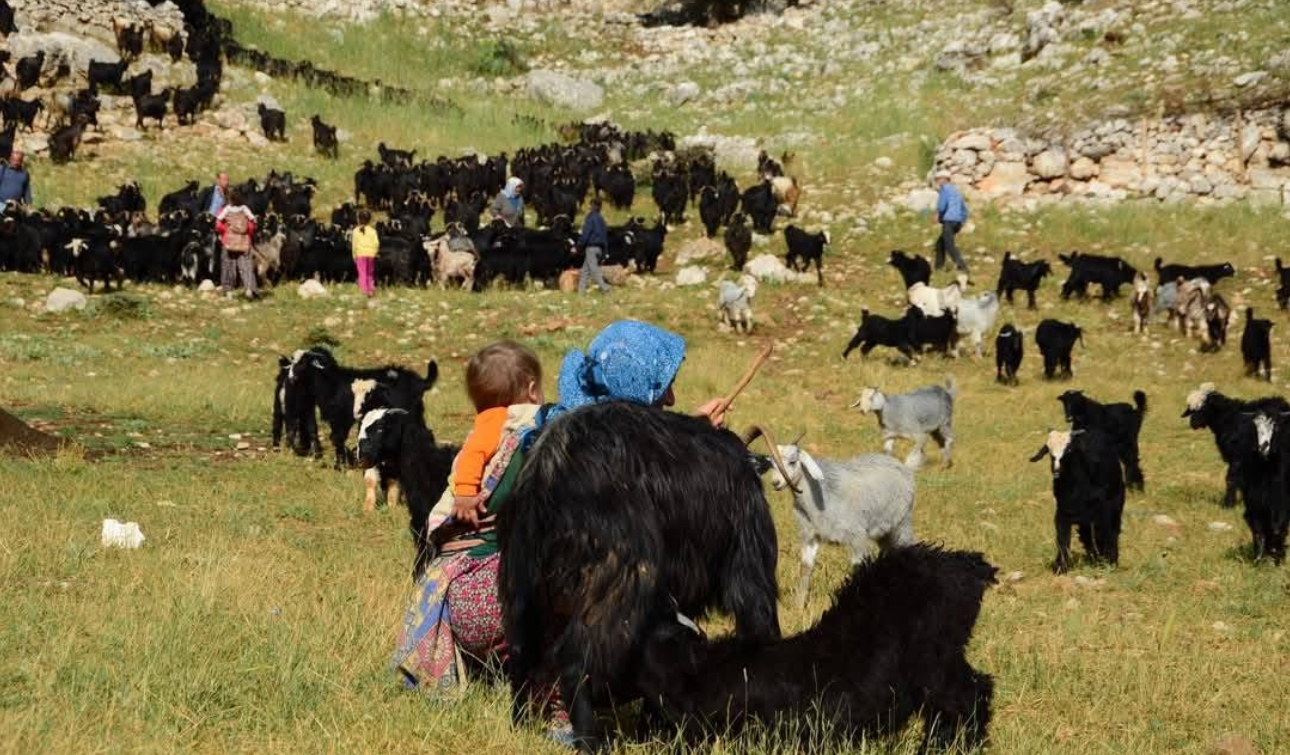 Yörükler yayla yolunda: Sıcaklardan kaçış başladı