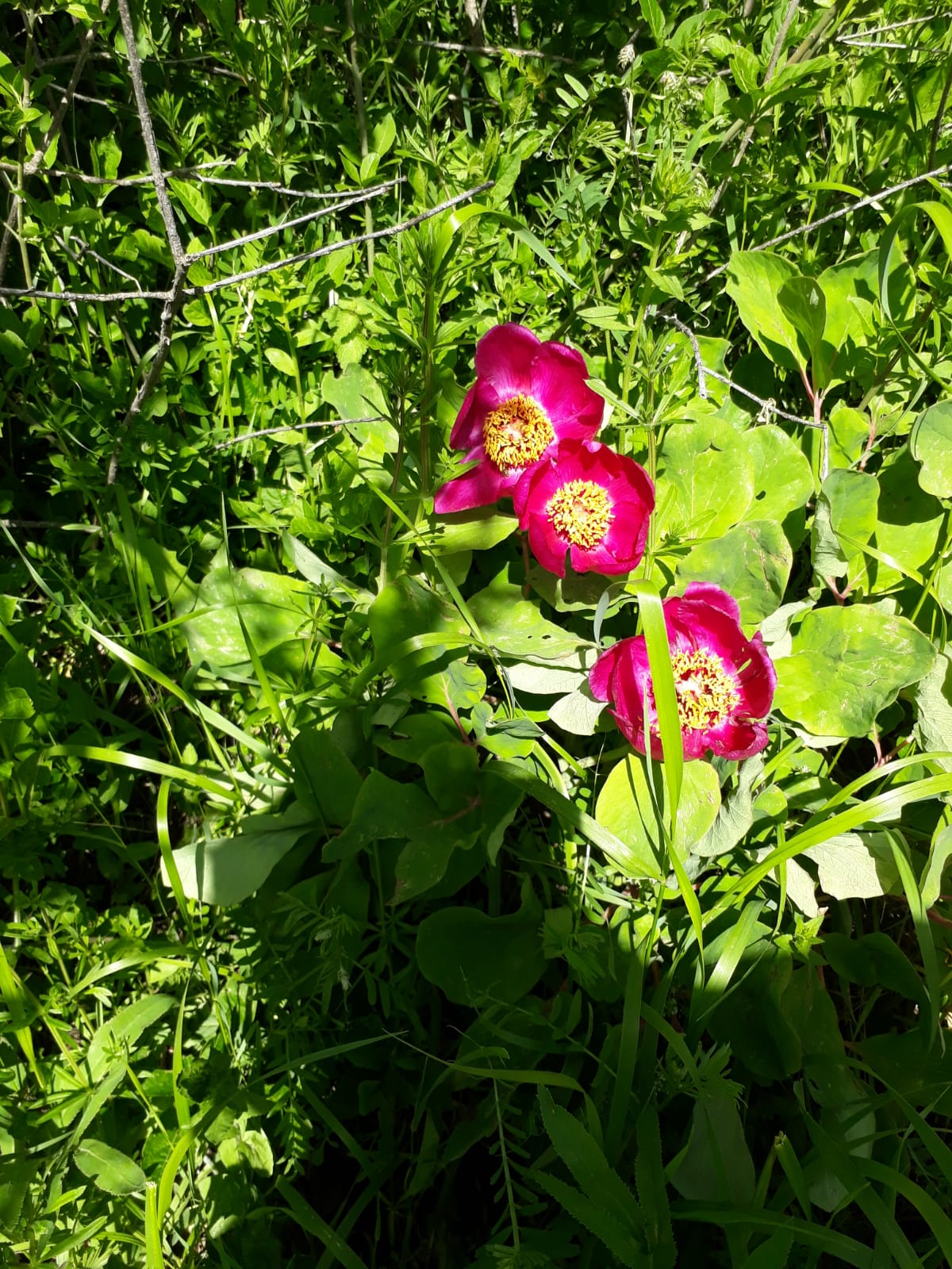 Mesudiye'de Manisa Lalesi bulundu