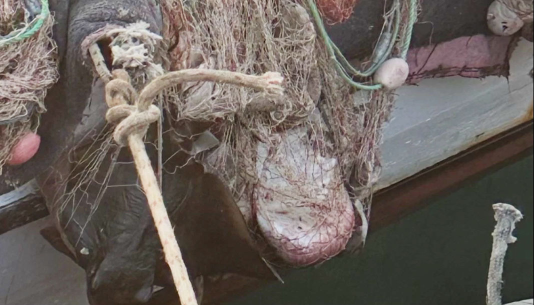 İzmir’de su ürünleri denetimlerinde ceza yağdı
