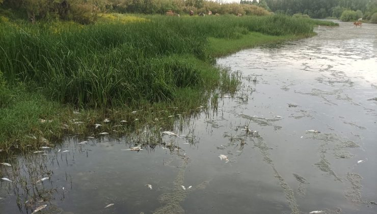 Dicle Nehri alarm veriyor! Su seviyesi düştü, balıklar toplu halde öldü