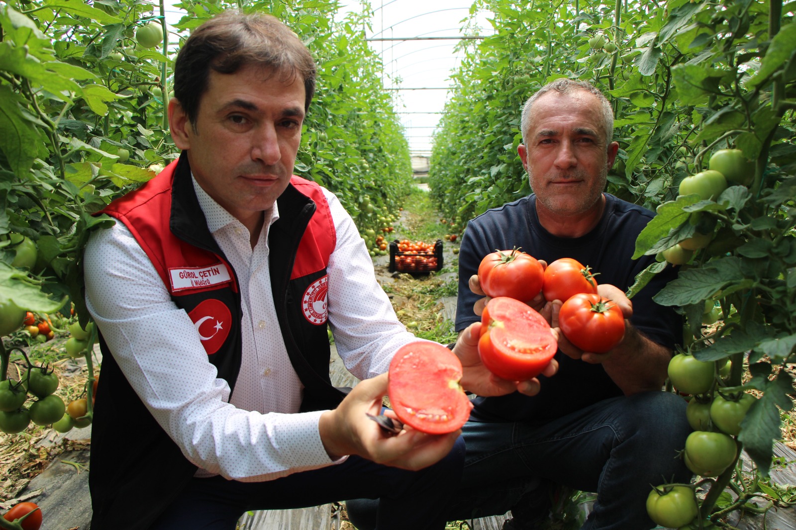 Amasya’da domates hasadı başladı