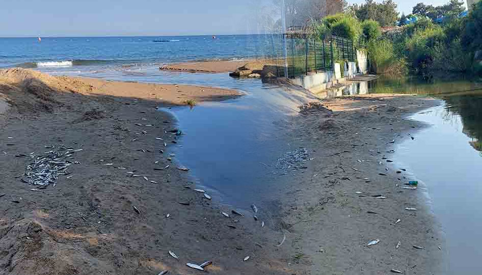 Manavgat'ta acısu kanalında toplu balık ölümleri: Kimyasal atık şüphesi