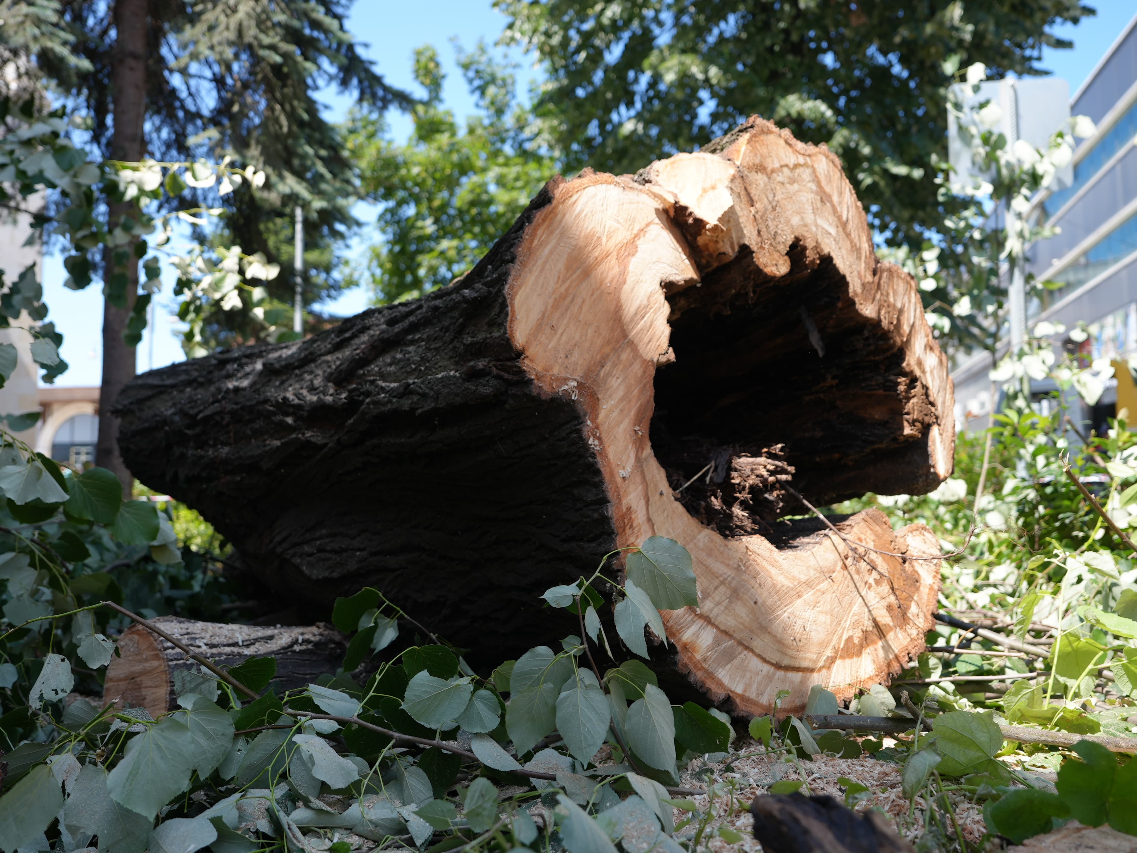 Düzce Cedidiye Camii yanındaki tehlike arzeden "çürümüş ağaç" kesildi