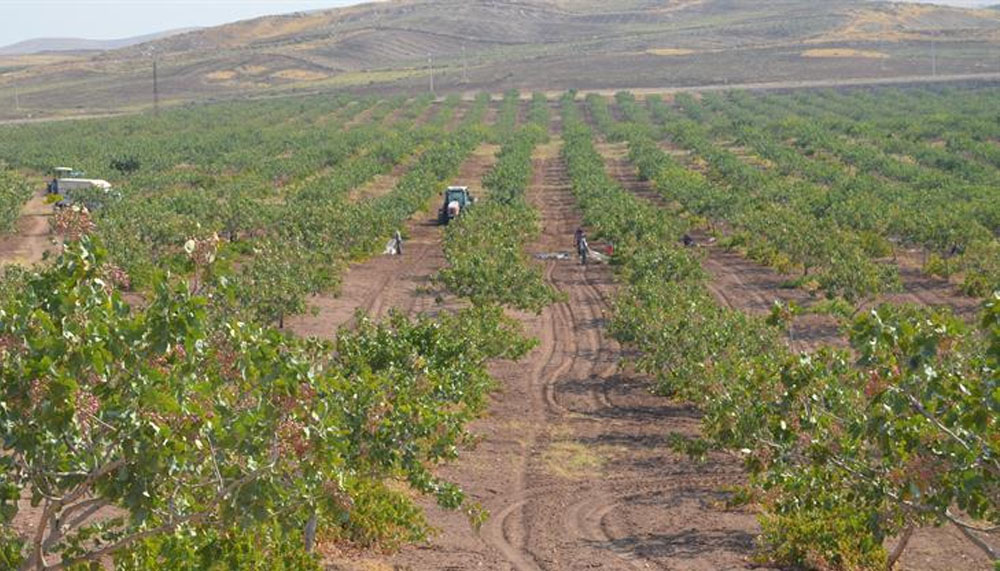 Siirt’te Fıstık için geri sayım başladı