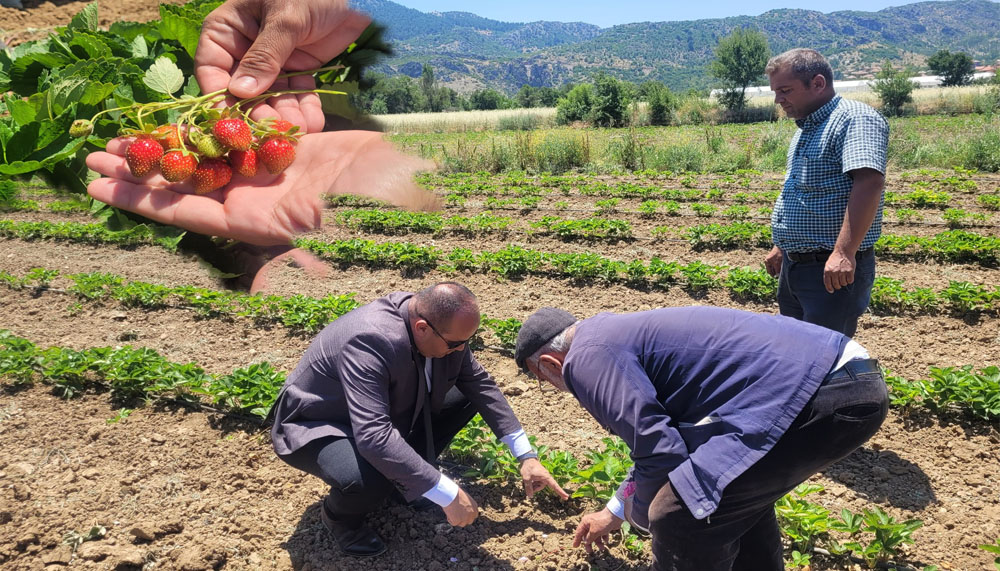 Mamak Köyü’nde çilek ve gül üretimine yakın takip