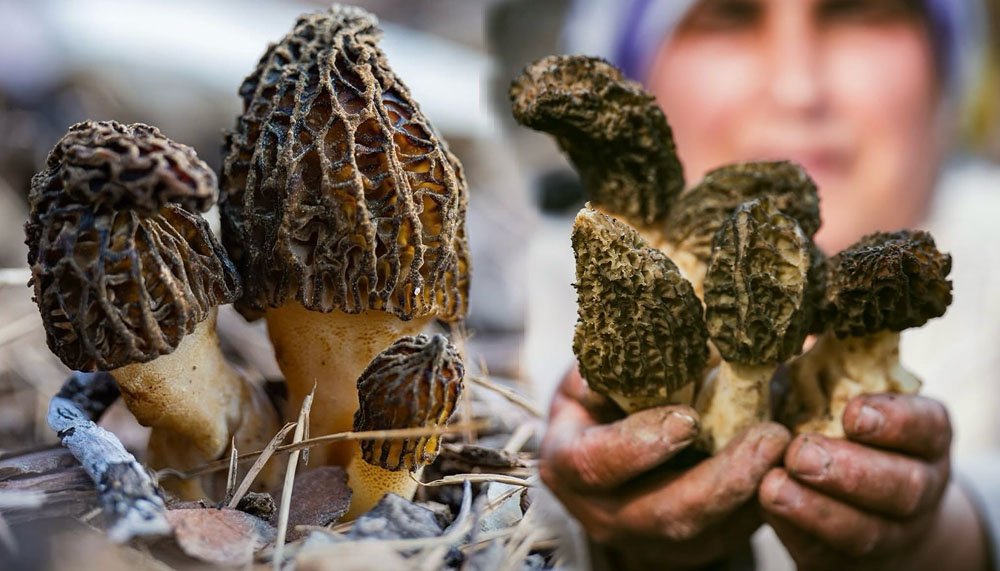 Antalya Akseki'de 'Göbek' zamanı!