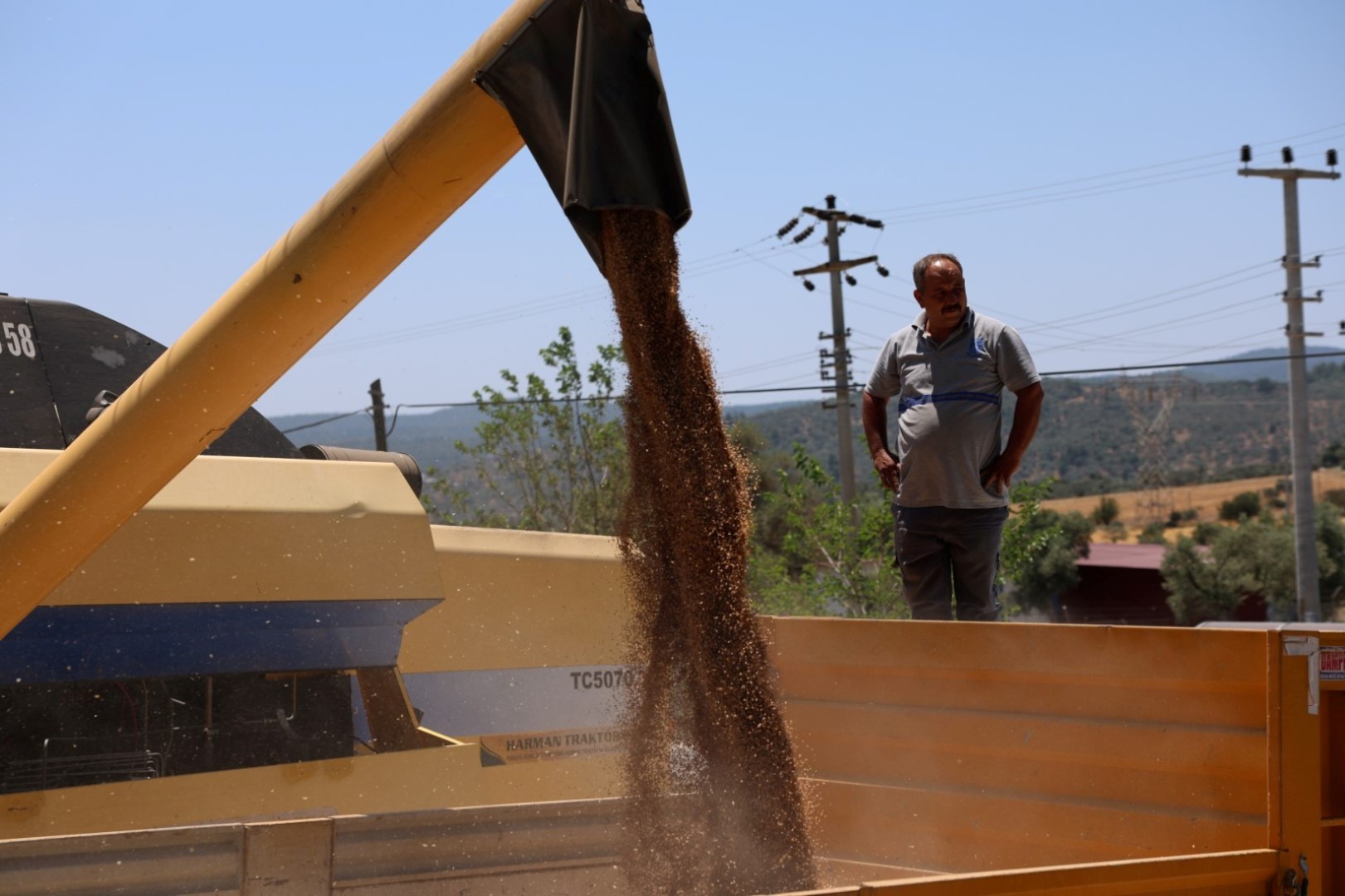 Belediyeden üç buçuk ton buğday hasadı