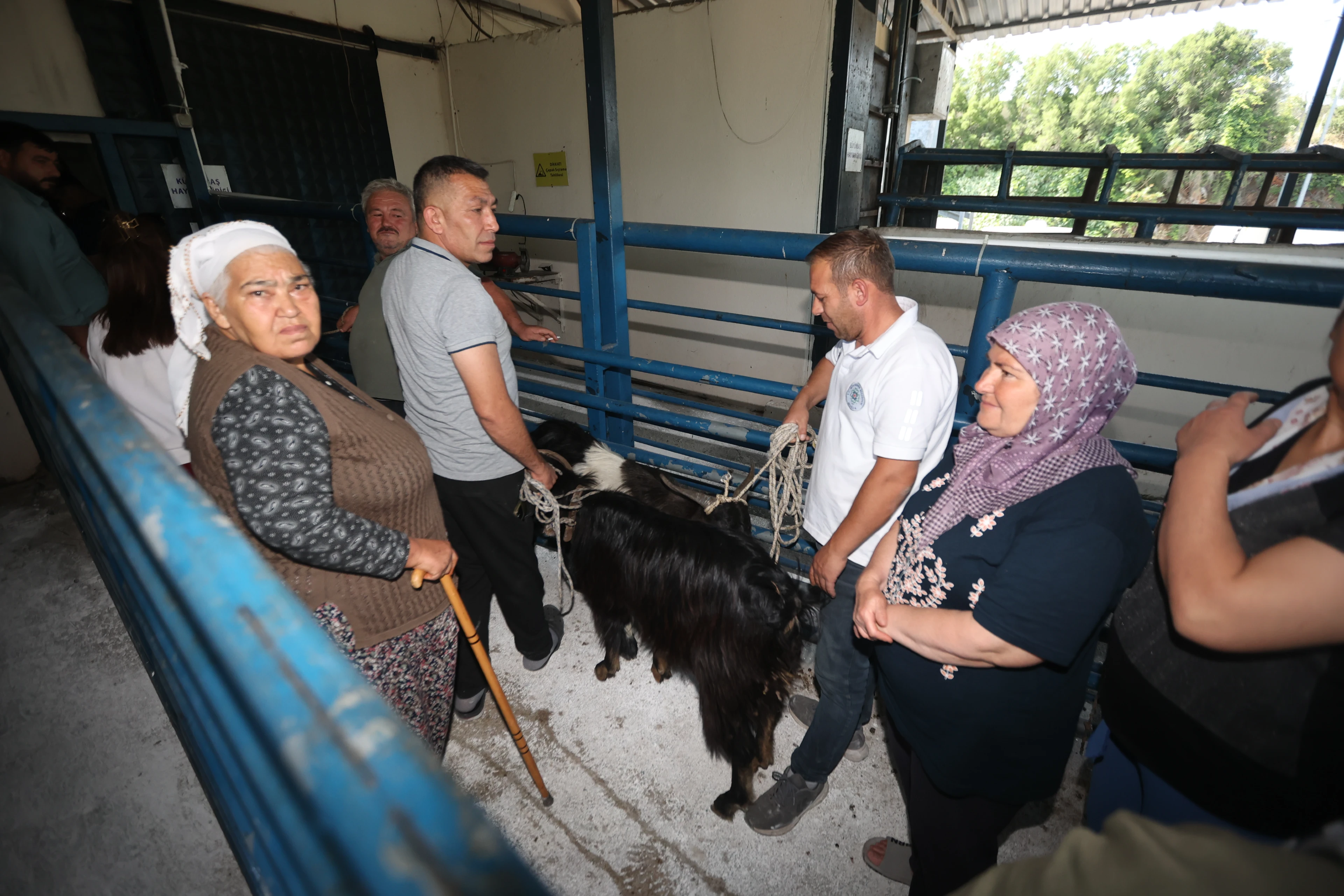 Muğla Büyükşehir mezbahaları bayramda tam kapasite çalıştı