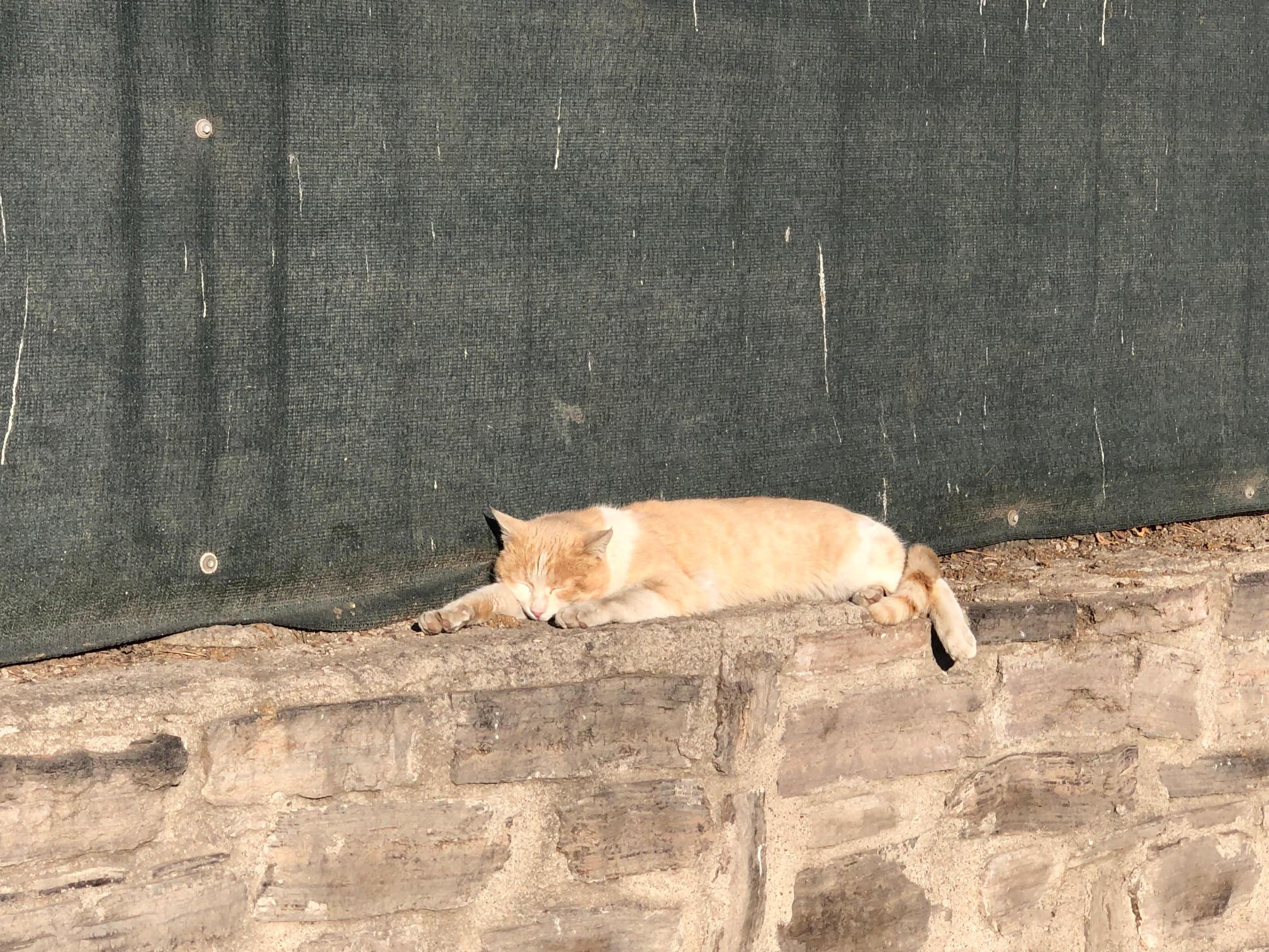 Güneşli havada keyif yapan kedi, okul duvarında dinlenmeye çekildi