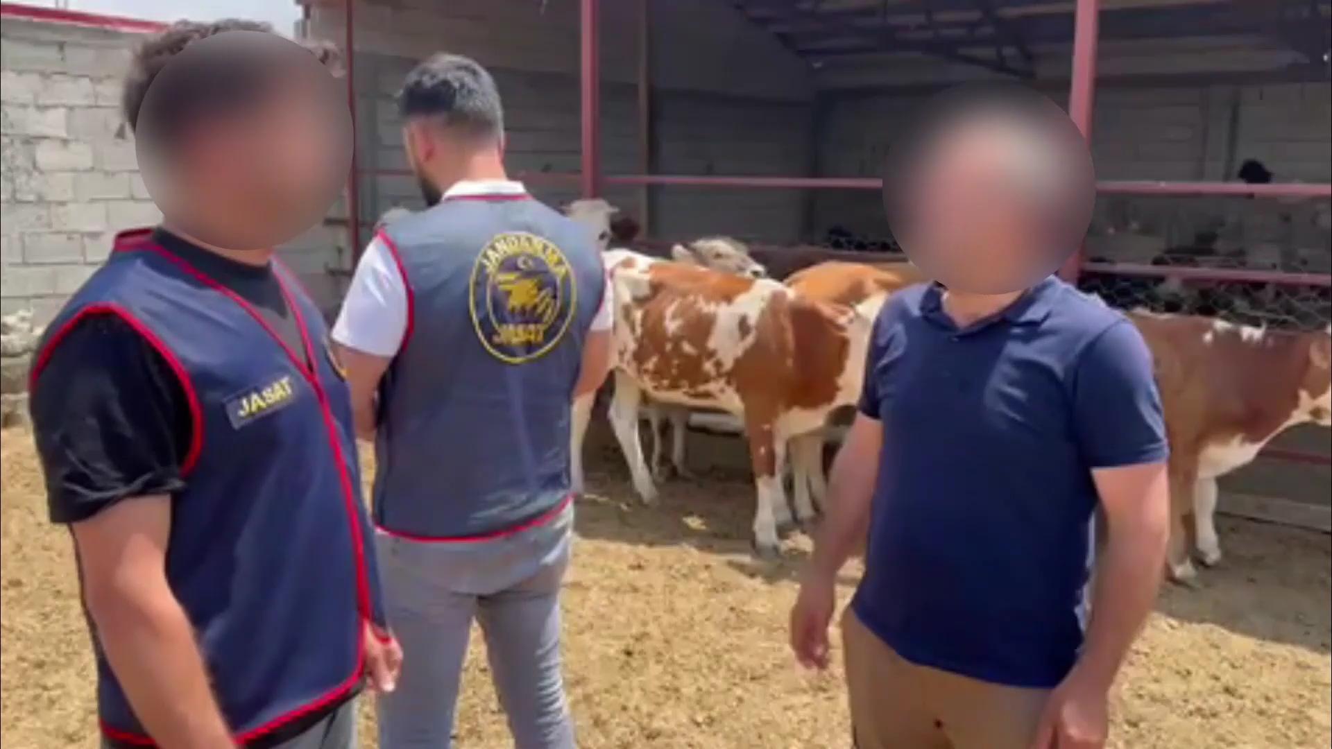 Kars’ta jandarmadan hayvan hırsızlarına operasyon: 5 gözaltı, 9 hayvan sahibine teslim edildi