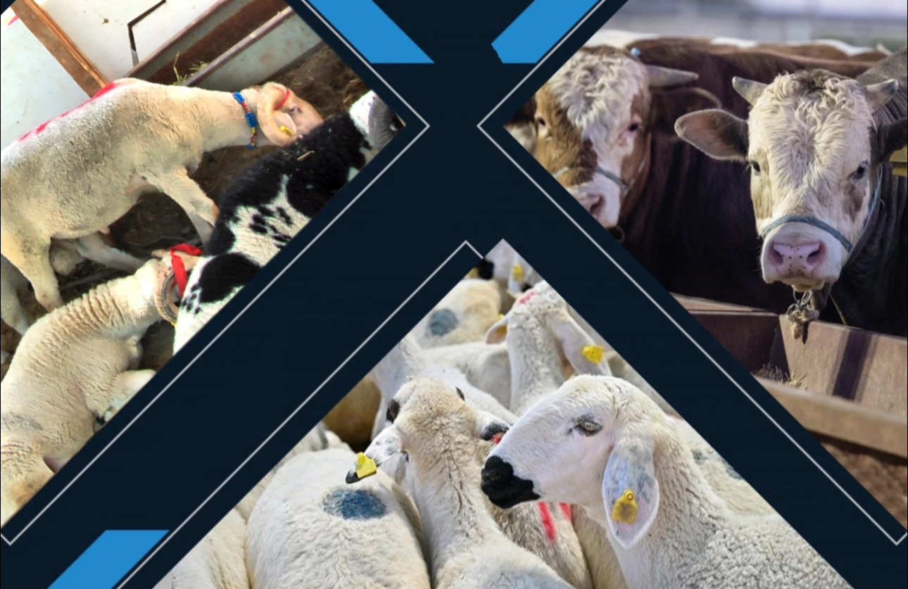 Kalan kurbanlıkları ESK alacak